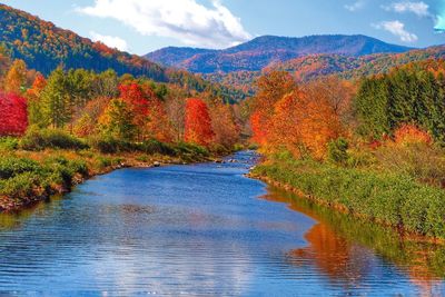 Scenic view of lake in forest during autumn