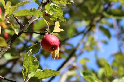 Close-up of berries growing on tree