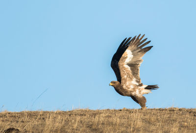 Eagle taking off field against clear sky