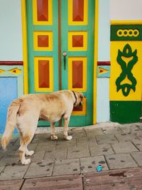 Full length of a dog standing on street