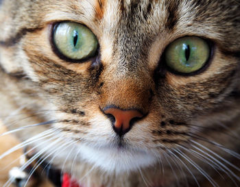 Close-up portrait of a cat