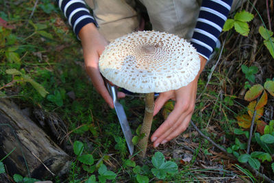 Low section of person holding mushroom growing on field