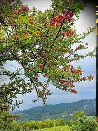 Trees growing on landscape