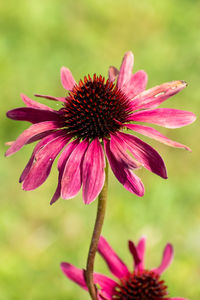 Close-up of pink flower