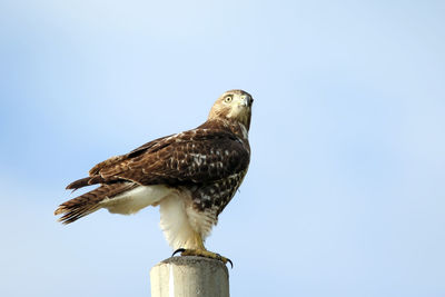Side view of bird against clear sky