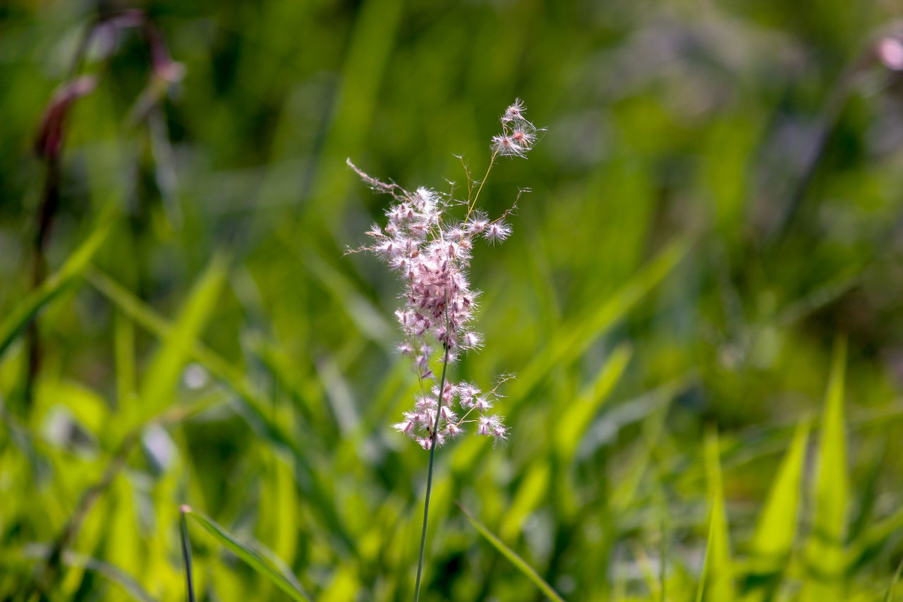 CLOSE-UP OF PURPLE FLOWERING PLANT IN LAND