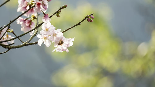 Close-up of pink cherry blossoms in spring