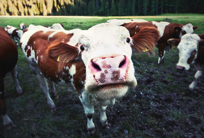 Portrait of cows on field