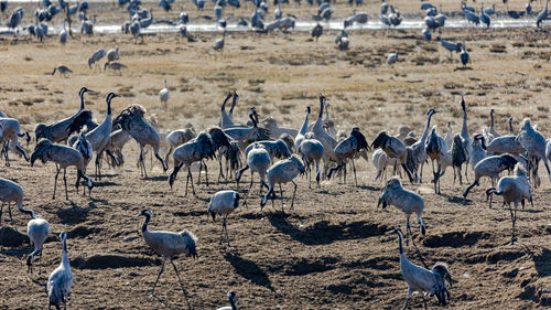 Common crane dance at hornborgarlake in sweden