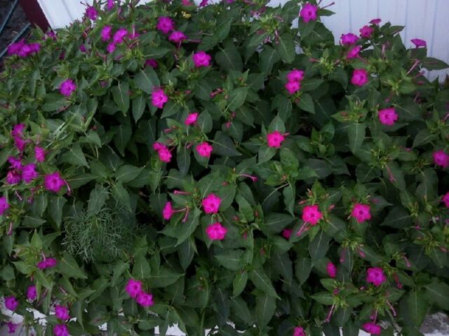 PINK FLOWERS BLOOMING IN PARK