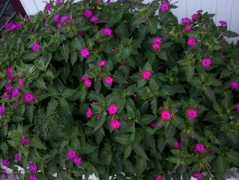 Close-up of pink flowers