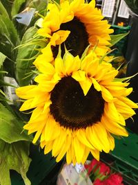 Close-up of fresh sunflower blooming outdoors
