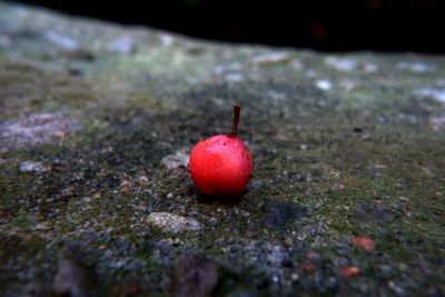 Close-up of apple on field