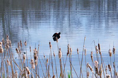 View of birds on the lake