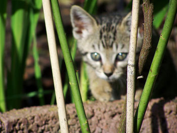 Close-up portrait of tabby cat