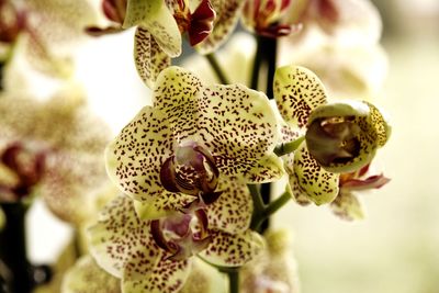 Close-up of orchids on plant