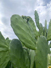 nopal