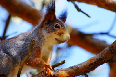 Close-up of squirrel