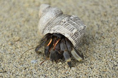 Close-up of shell on beach