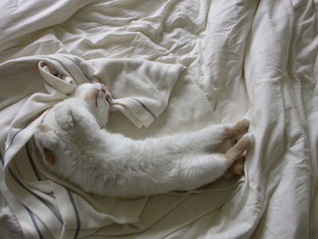 Cat sleeping on bed