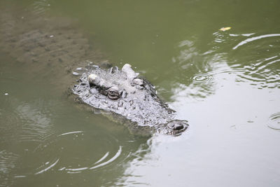 High angle view of turtle swimming in lake