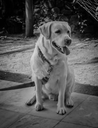 Dog looking away while sitting on floor