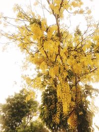 Low angle view of tree against sky