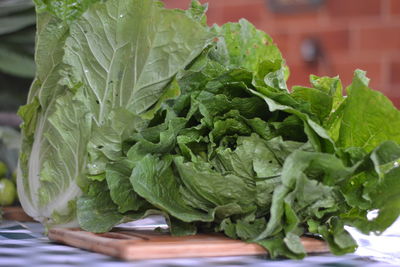 Close-up of fresh green leaves