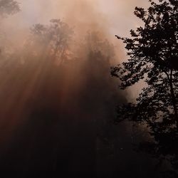 Low angle view of trees in forest