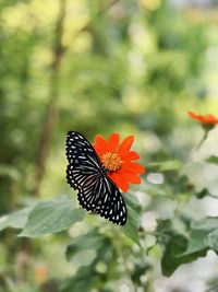 Butterfly on flower