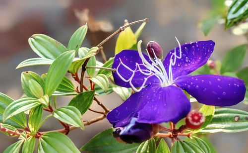 Close-up of purple flowering plant