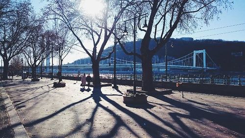 Bare trees in water