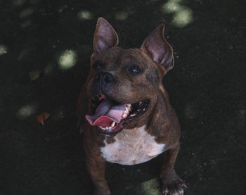 Close-up portrait of dog sticking out tongue