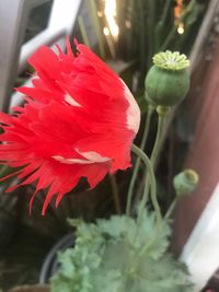 Close-up of red flower blooming outdoors