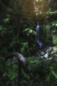 Scenic view of waterfall in forest