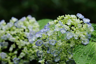 Close-up of wet hydrangea blooming outdoors