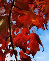 Low angle view of maple tree