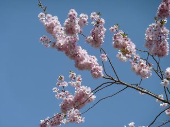 Low angle view of cherry blossoms against clear sky