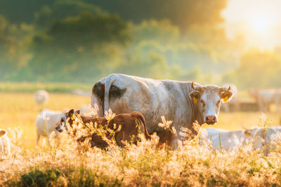 Cow and calf on grassy field