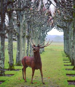 Horse standing on tree in field