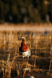 Bird perching on a field