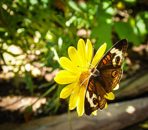 Close-up of butterfly pollinating flower