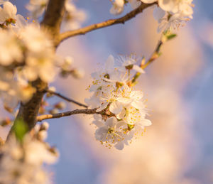 Beautiful plum tree branches full with white flowers in spring.