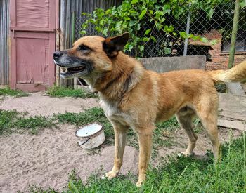 View of a dog looking away