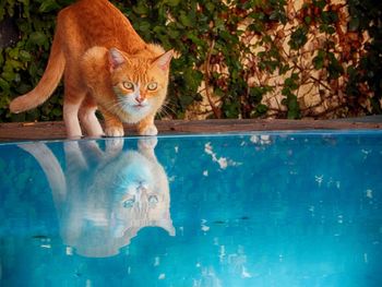Portrait of cat against blue water