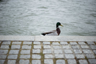 High angle view of bird perching on retaining wall by lake