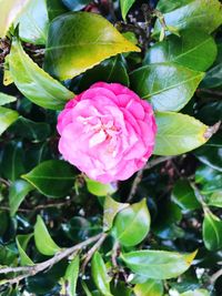 Close-up of pink flower