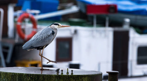 Seagull perching on a bird