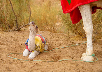 Camel with child in desert at bedouins houses