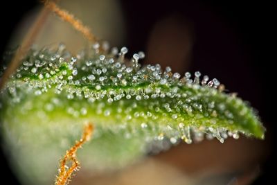 Close-up of wet plants